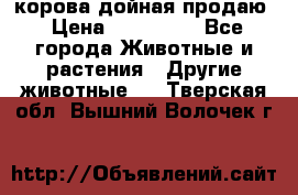 корова дойная продаю › Цена ­ 100 000 - Все города Животные и растения » Другие животные   . Тверская обл.,Вышний Волочек г.
